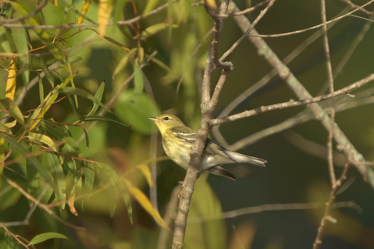 Blackpoll Warbler - Mark Montazer