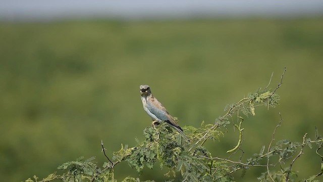 European Roller - ML610234045