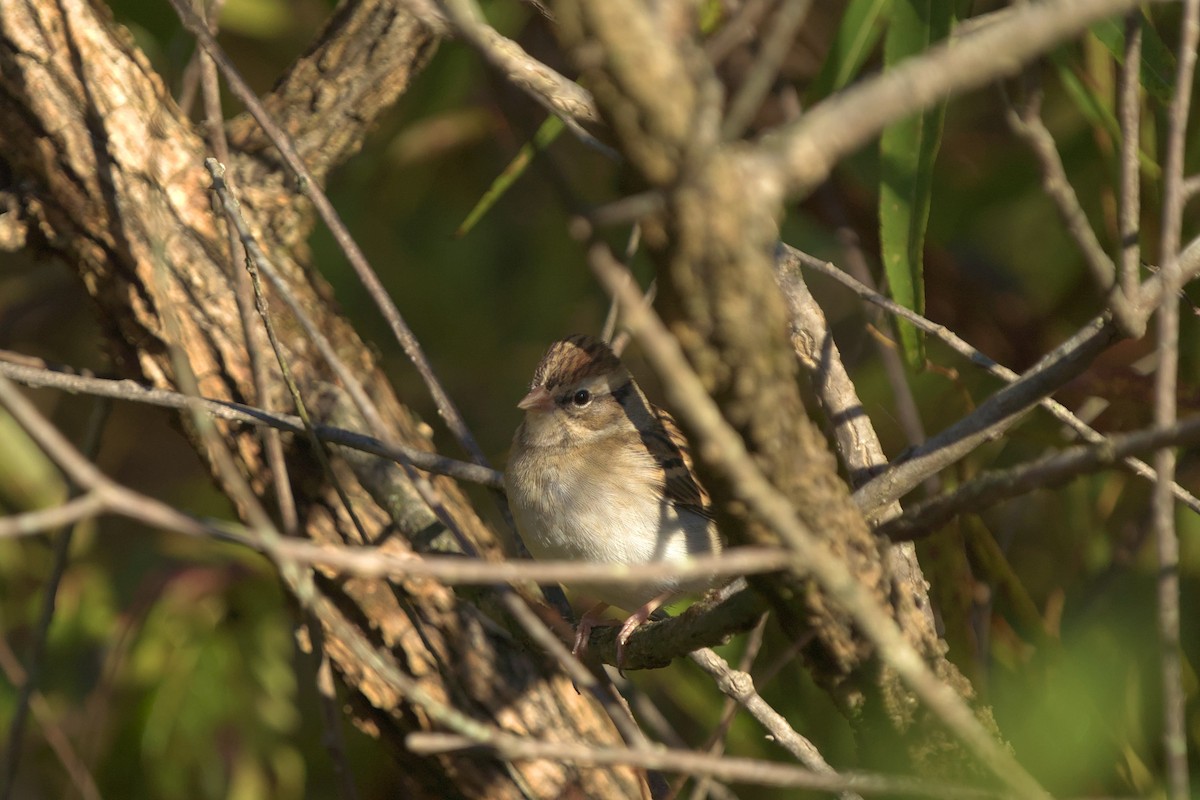 Chipping Sparrow - Mark Montazer