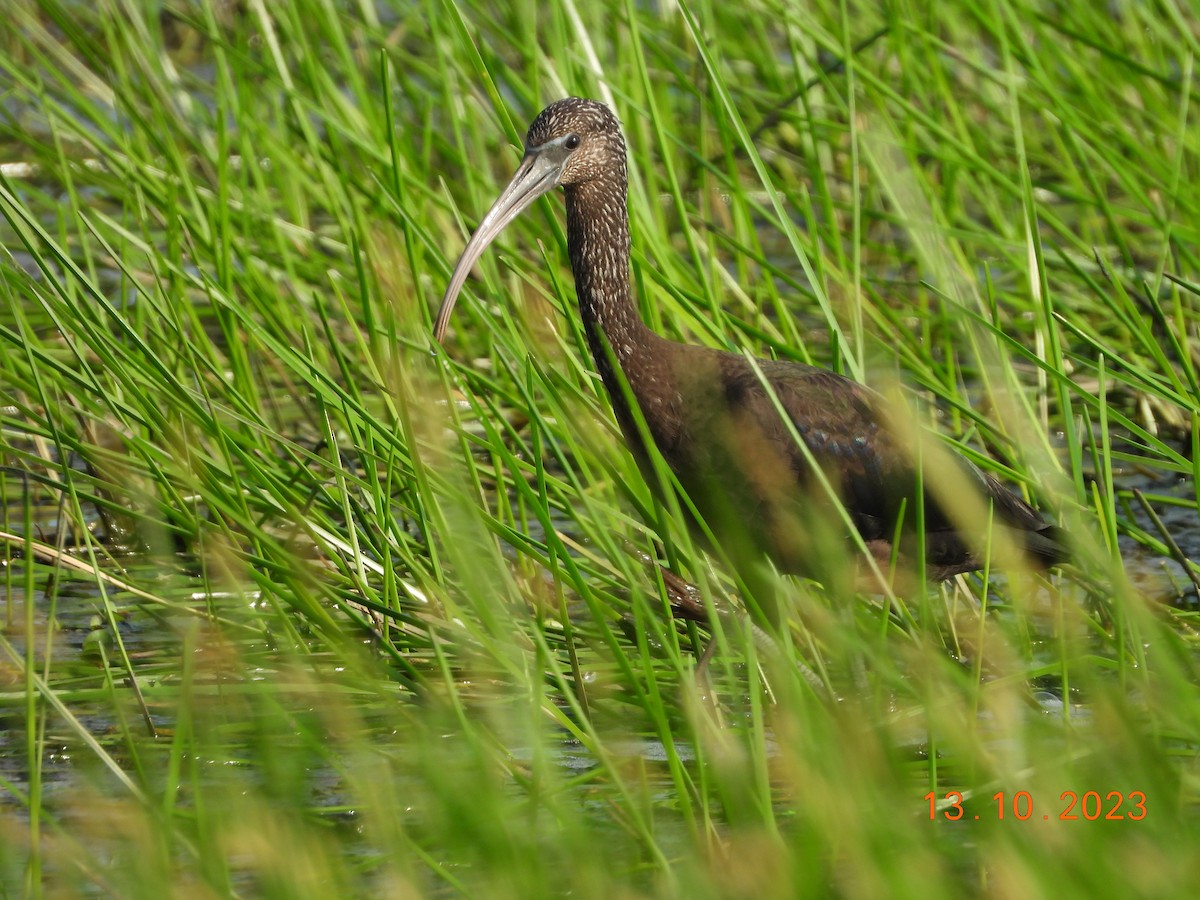 ibis hnědý - ML610234064