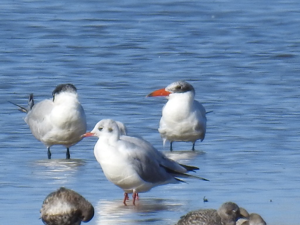 Caspian Tern - ML610234088