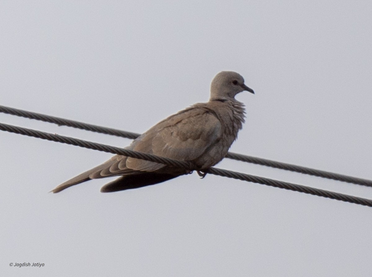 Eurasian Collared-Dove - ML610234112