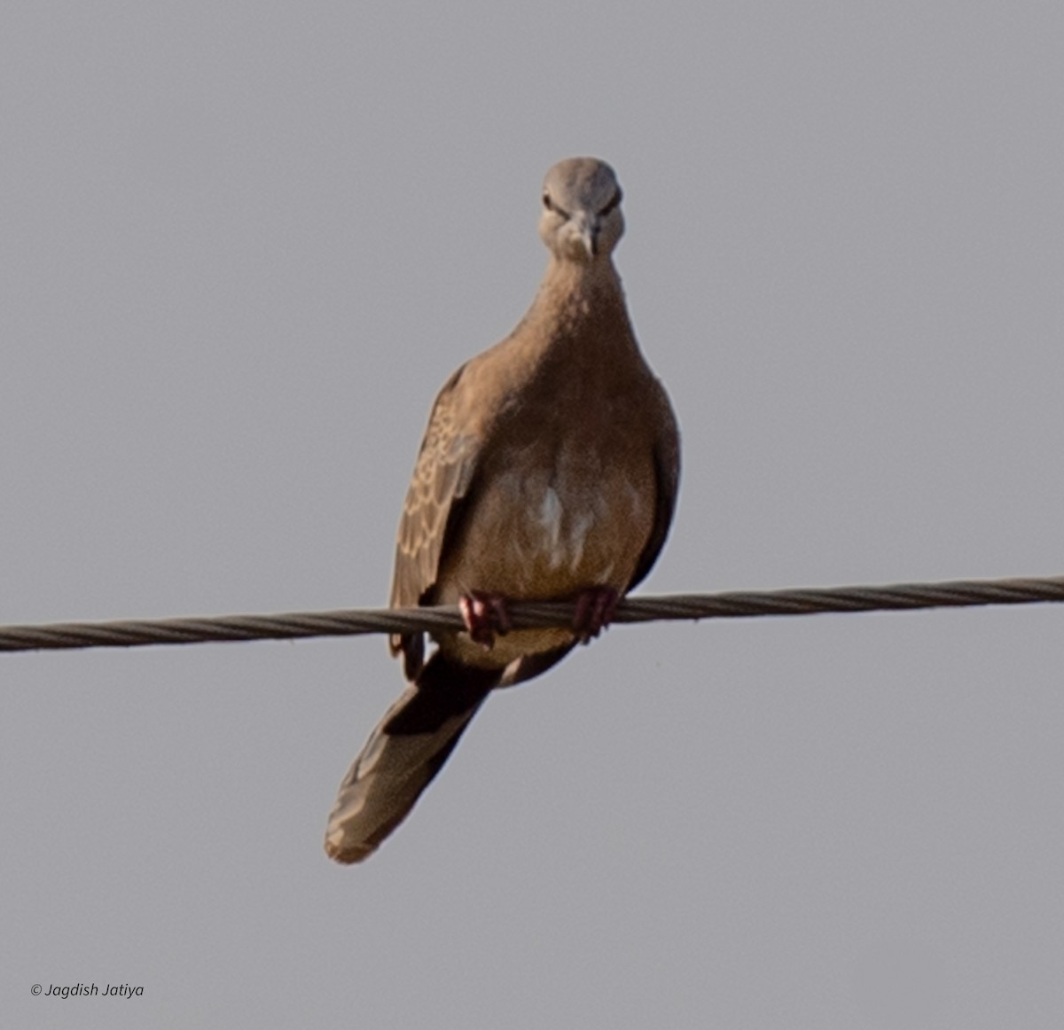 Spotted Dove - ML610234113