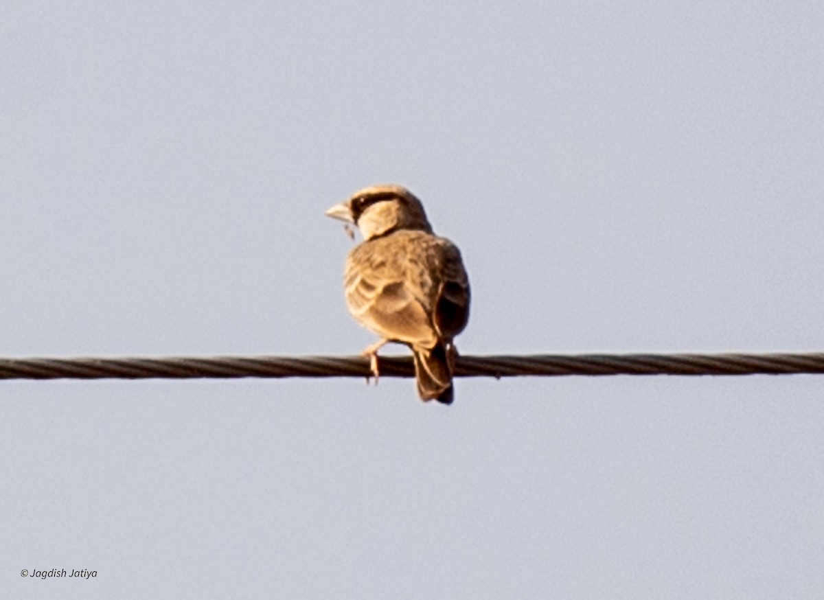 Ashy-crowned Sparrow-Lark - Jagdish Jatiya