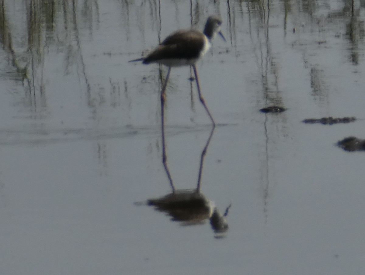 Black-winged Stilt - ML610234373