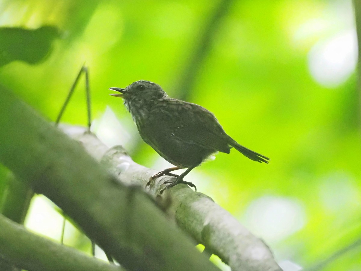 Streaked Wren-Babbler - ML610234459