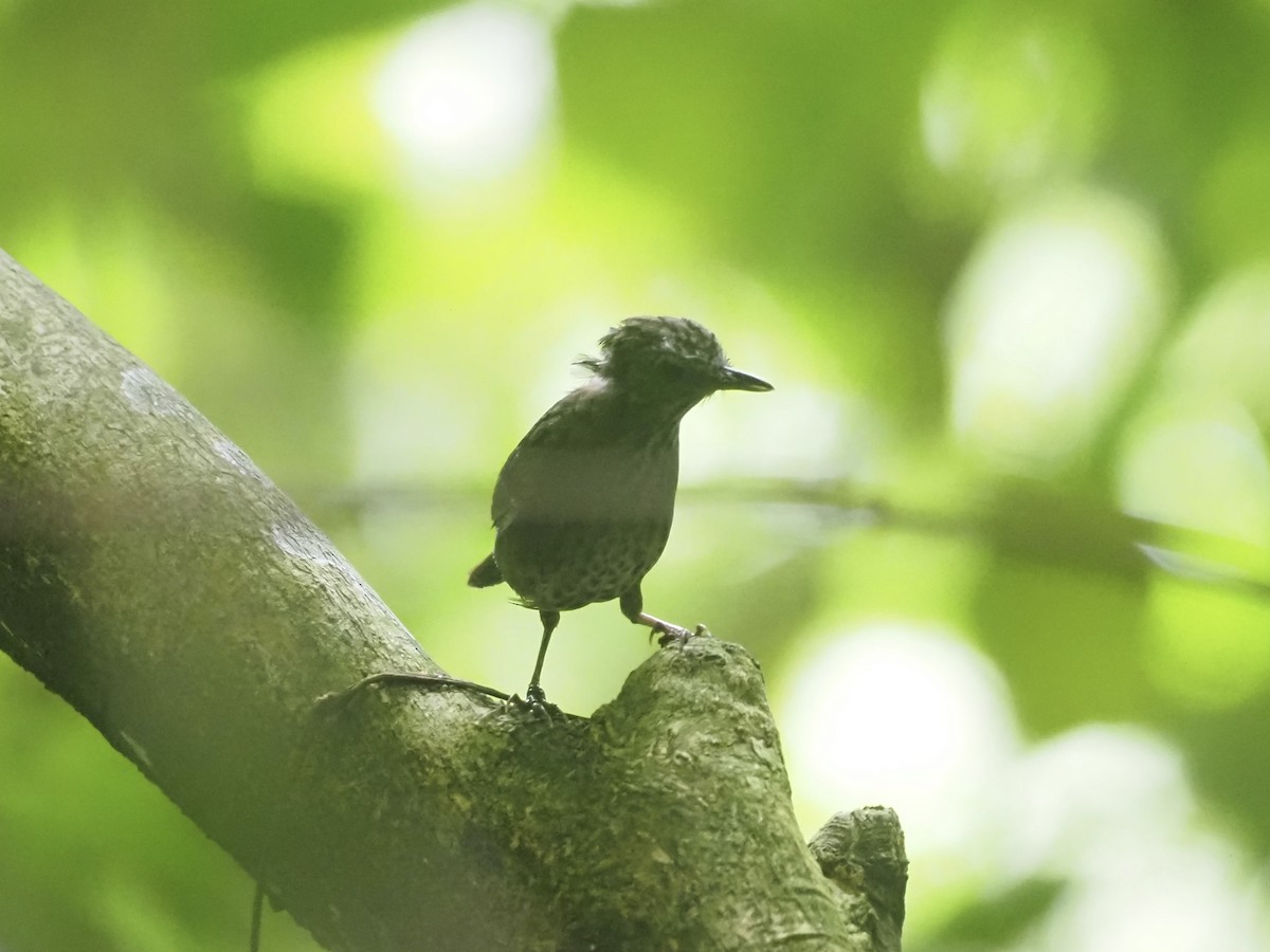 Streaked Wren-Babbler - ML610234460