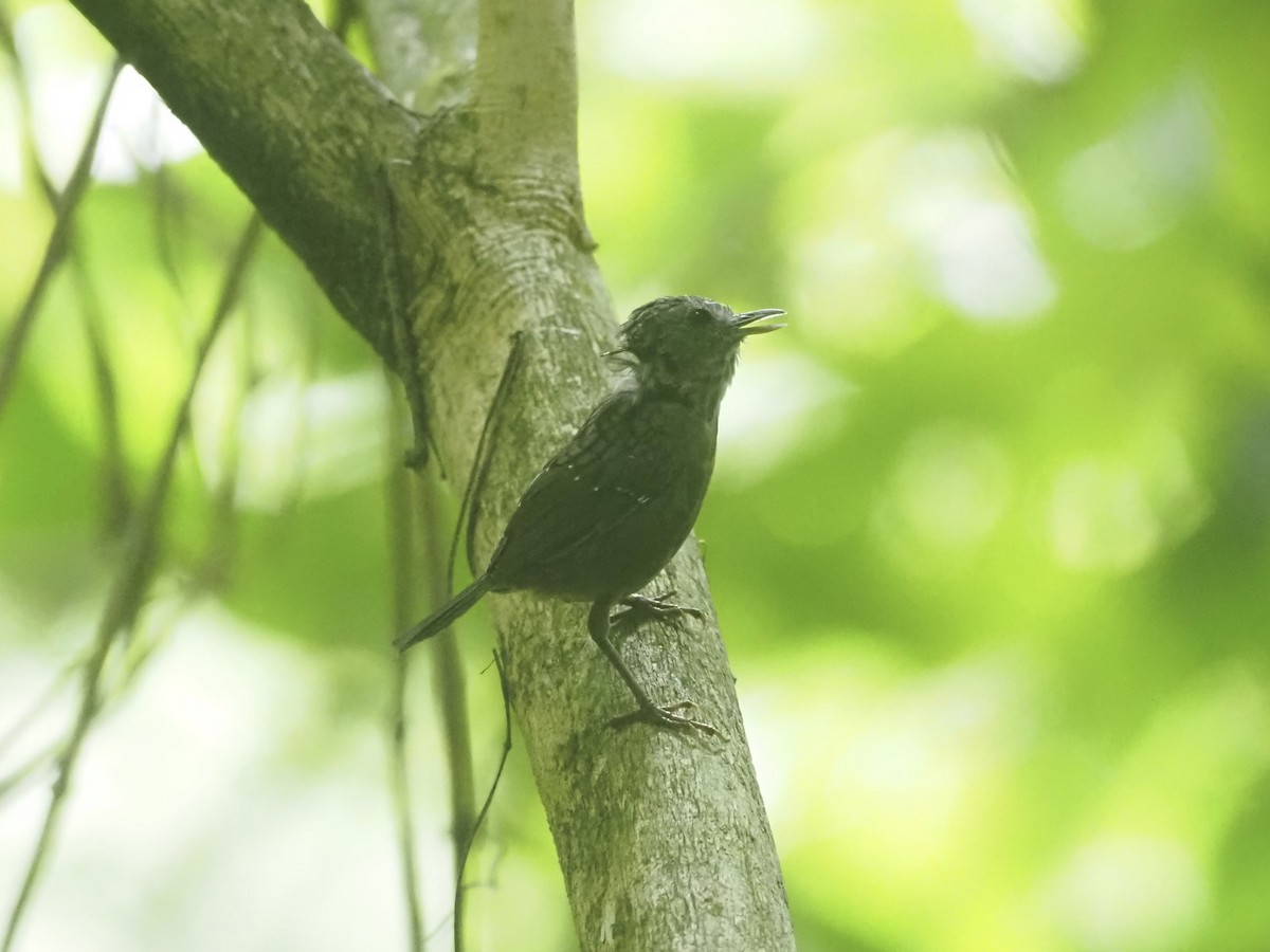 Streaked Wren-Babbler - ML610234461
