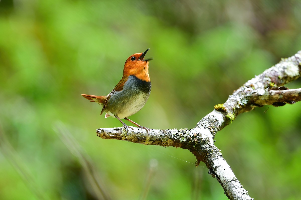 Japanese Robin - ML610234503