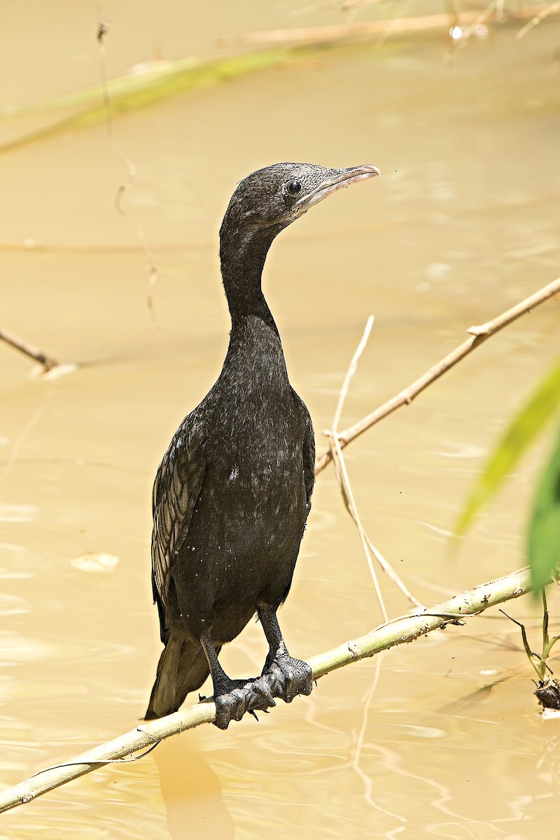 Little Cormorant - Jenda Havránek