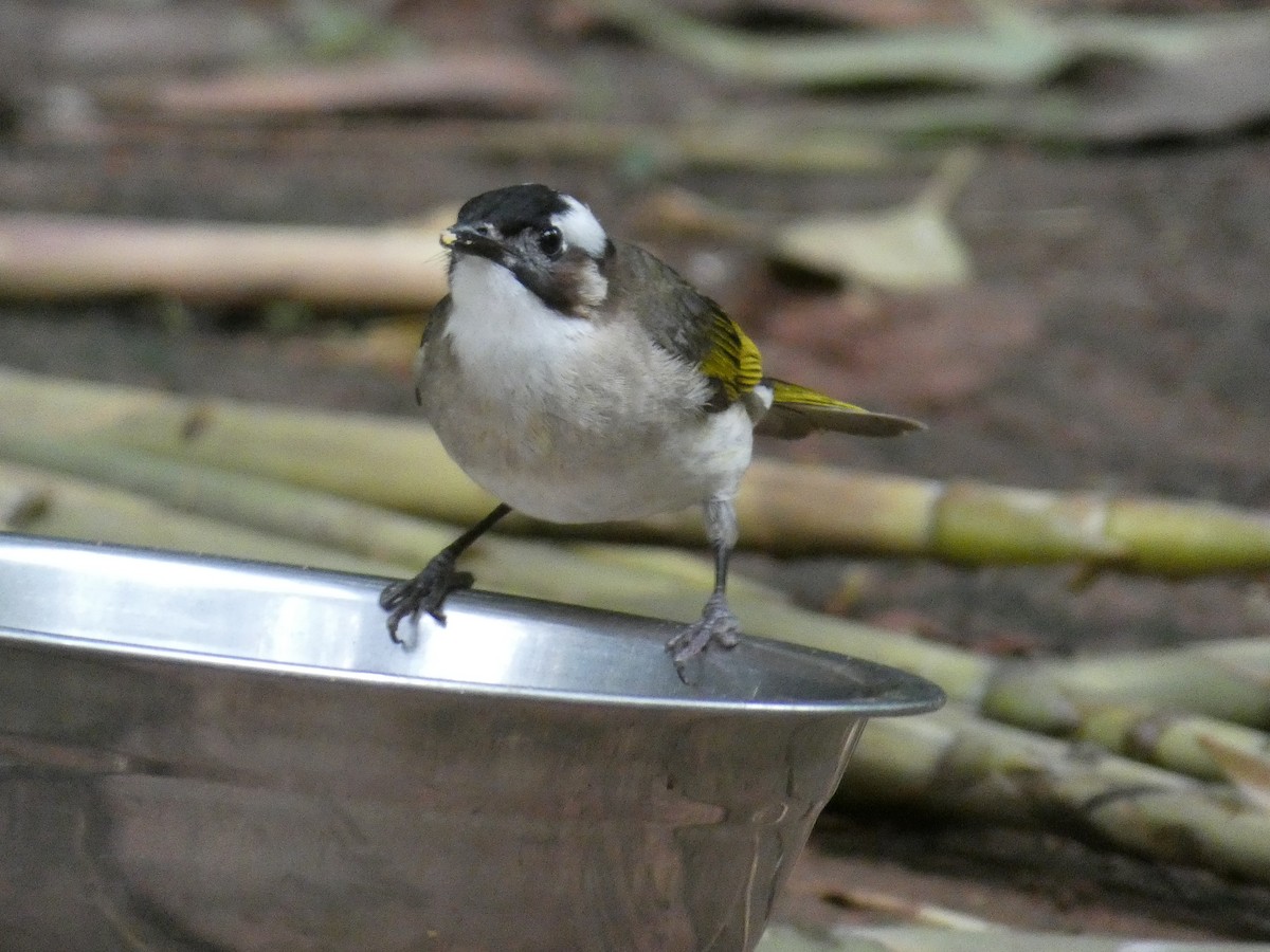 Light-vented Bulbul - ML610234554