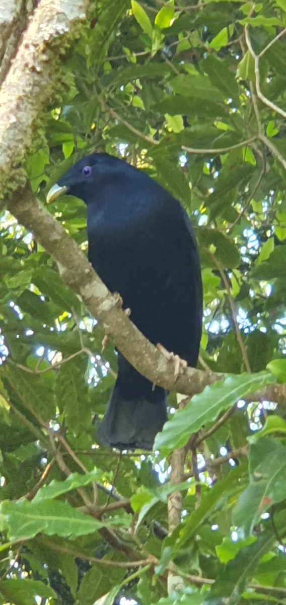 Satin Bowerbird - ML610234565