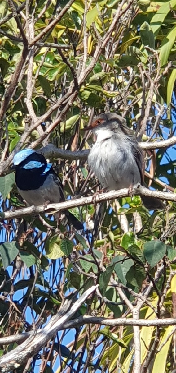 Superb Fairywren - ML610234566