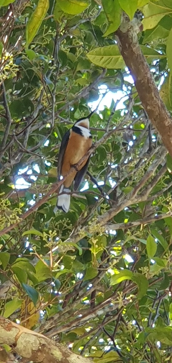 Eastern Spinebill - ML610234578