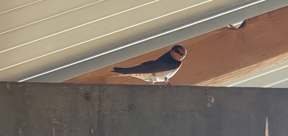 Golondrina Australiana - ML610234592