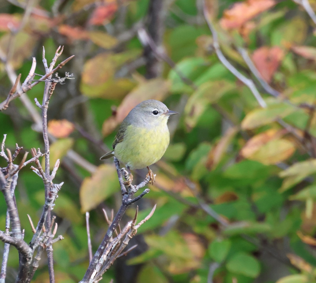 Orange-crowned Warbler - Ken McKenna