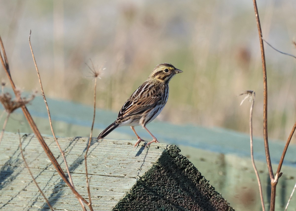 Savannah Sparrow - ML610234608