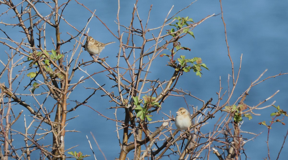 Clay-colored Sparrow - Ken McKenna