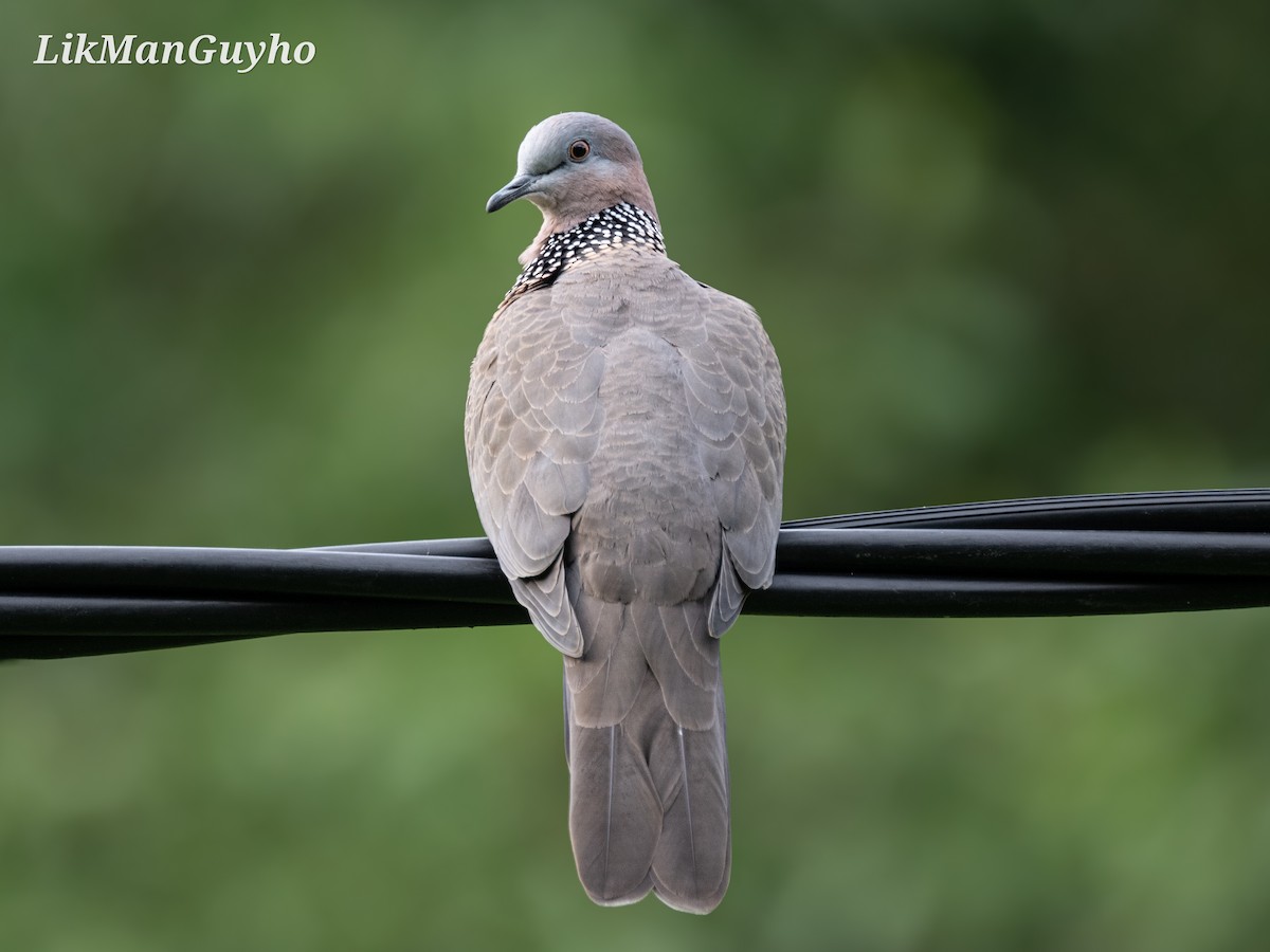 Spotted Dove - ML610234732