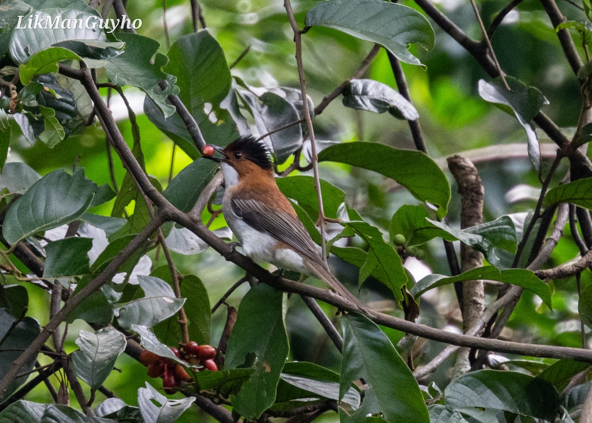 Chestnut Bulbul - Guy Ho