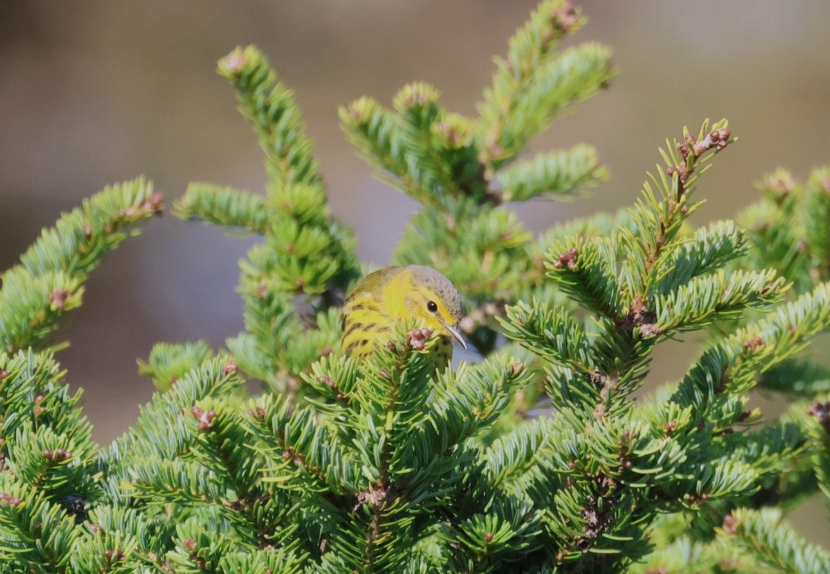 Cape May Warbler - ML610234750