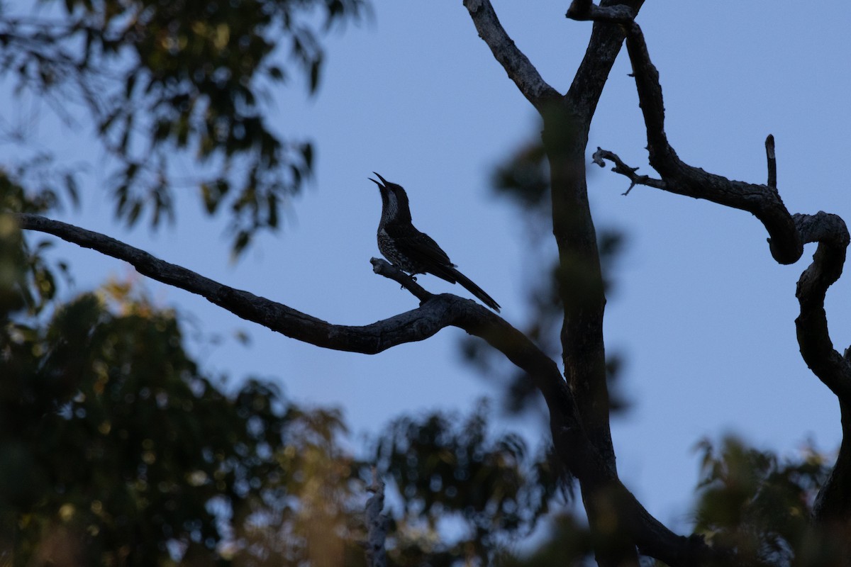 Western Wattlebird - Erin Harris