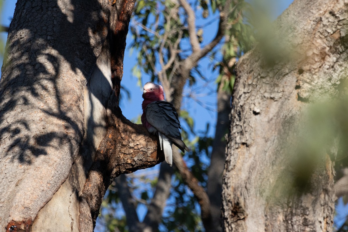 Cacatúa Galah - ML610234766