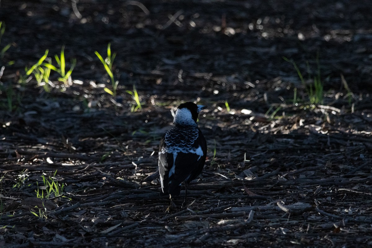 Australian Magpie (Western) - ML610234778