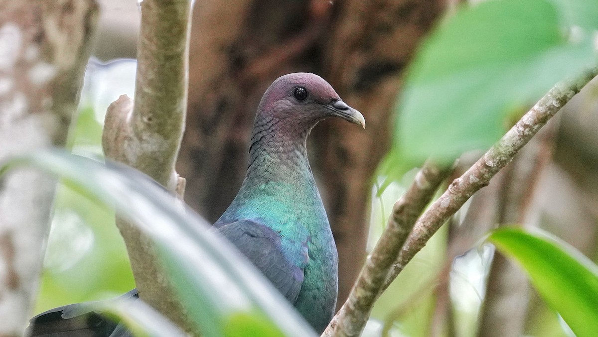 Black Wood-Pigeon - ML610234868