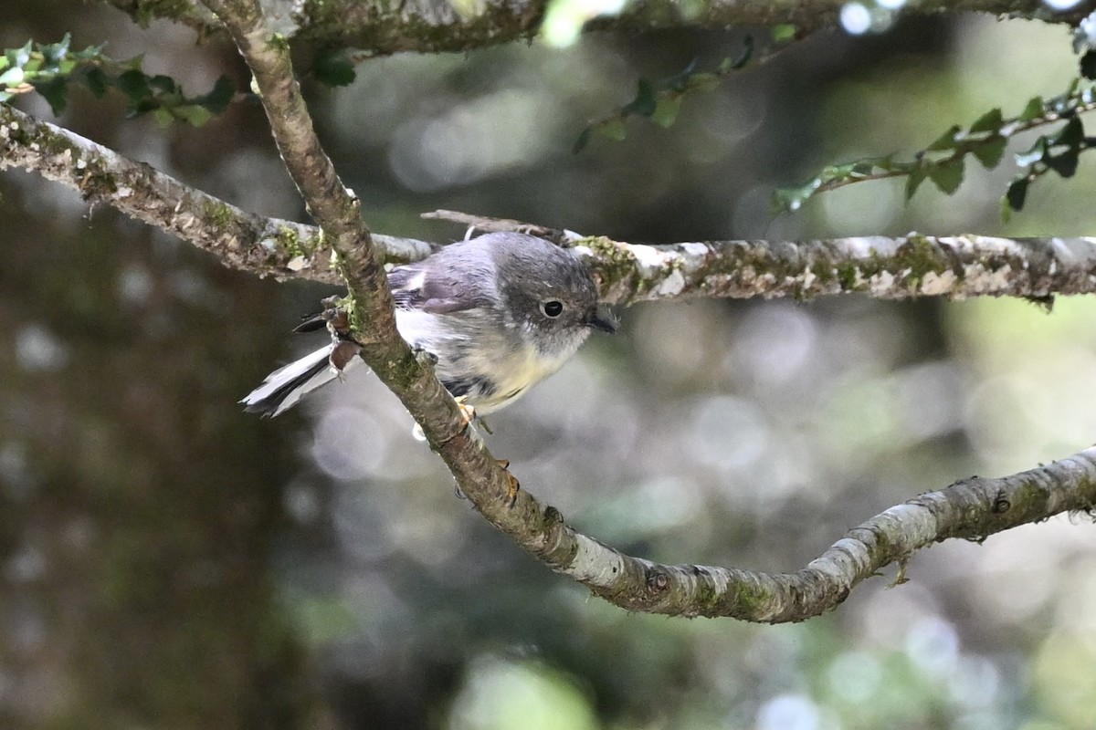 Gray Gerygone - ML610234886