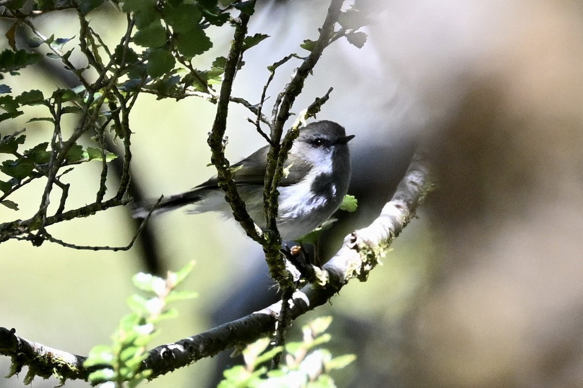 Gray Gerygone - Anonymous