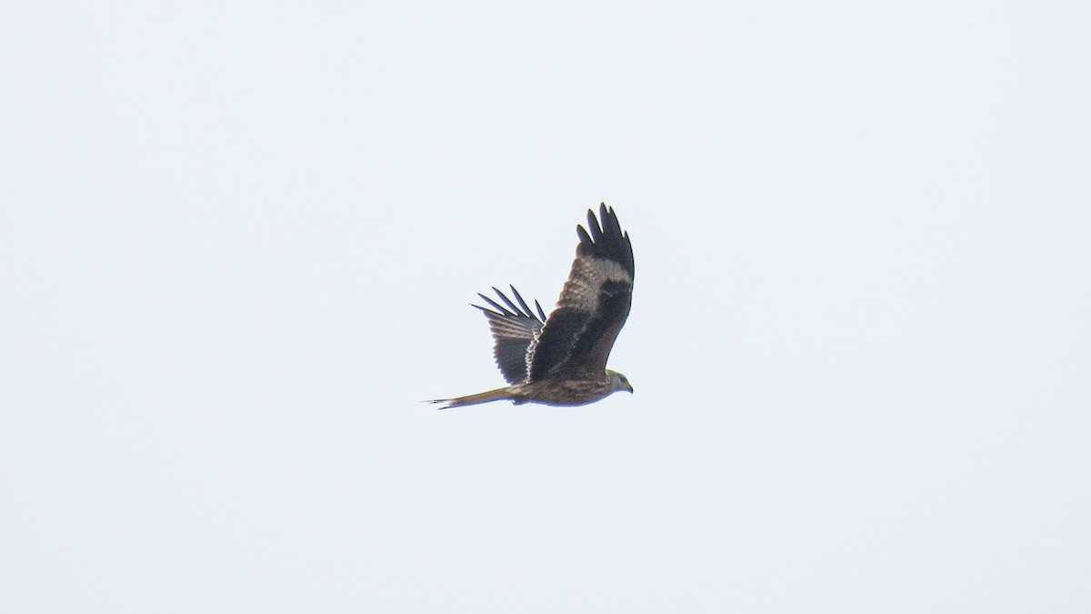 Red Kite - Andres J.S. Carrasco