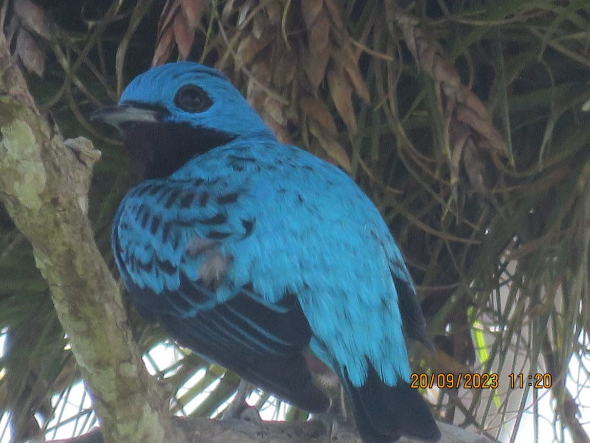 Turquoise Cotinga - OSIRYS AGUILAR