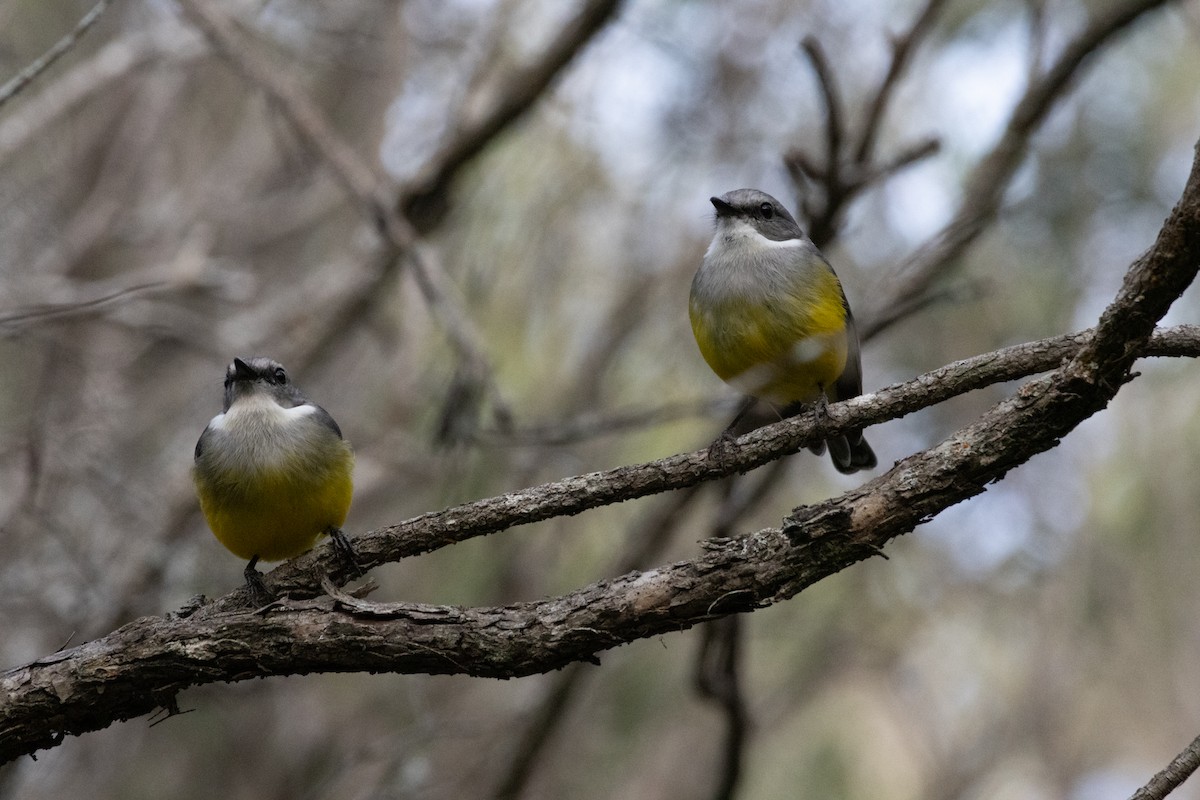 Western Yellow Robin - ML610235033