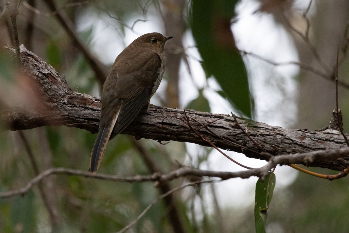 Fan-tailed Cuckoo - ML610235053