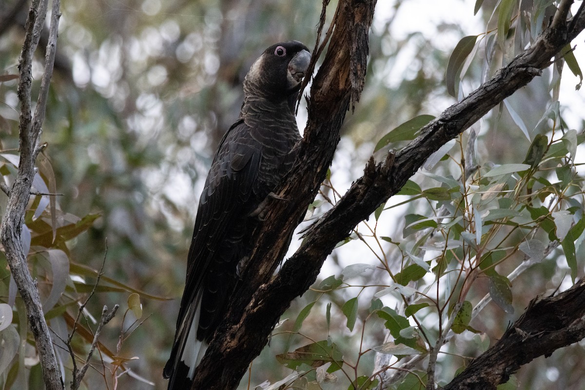 Carnaby's Black-Cockatoo - ML610235071