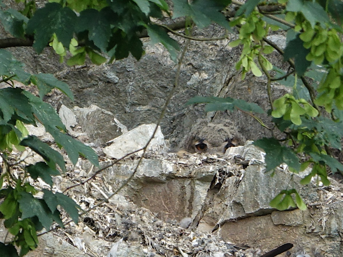 Eurasian Eagle-Owl - ML610235075