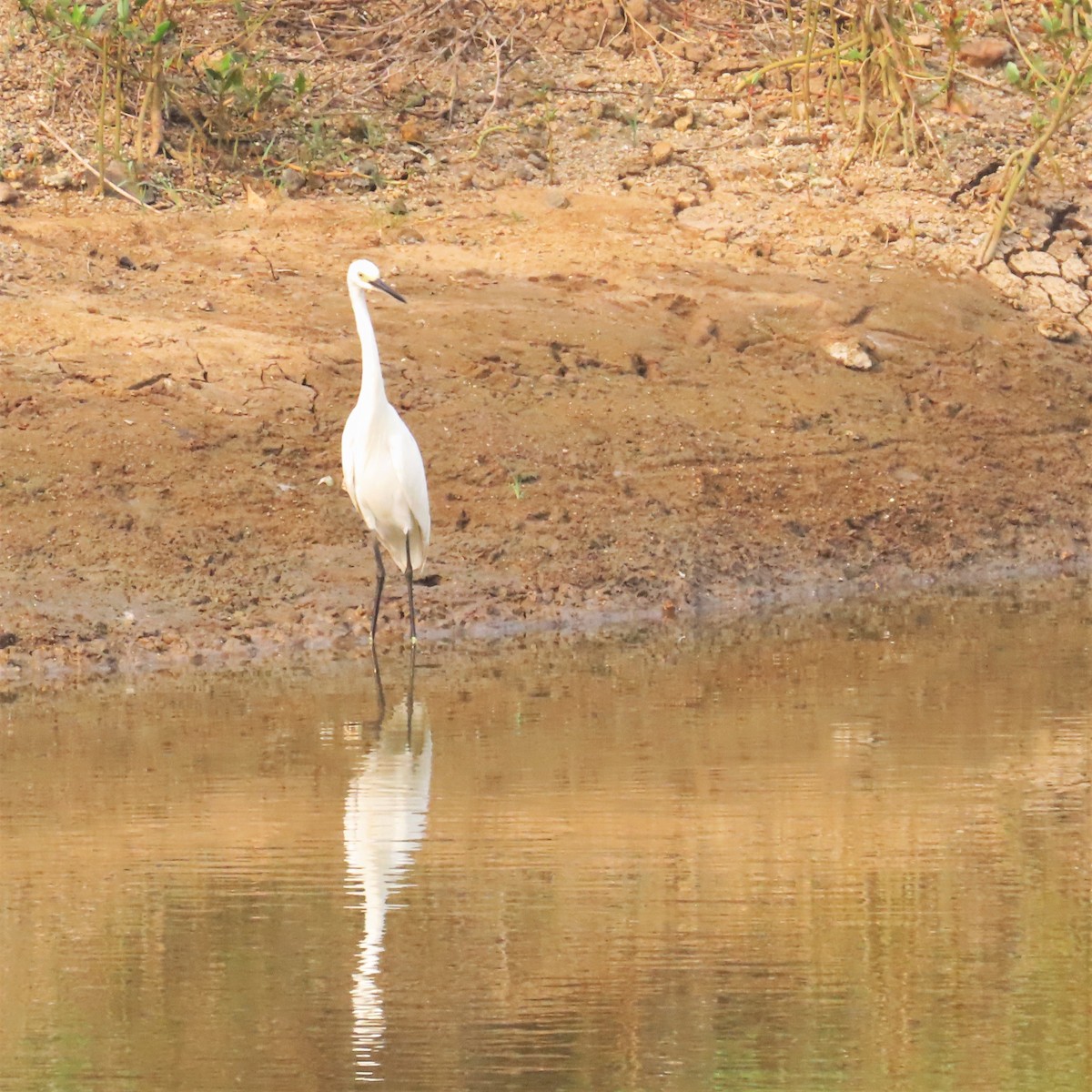 Little Egret - ML610235105