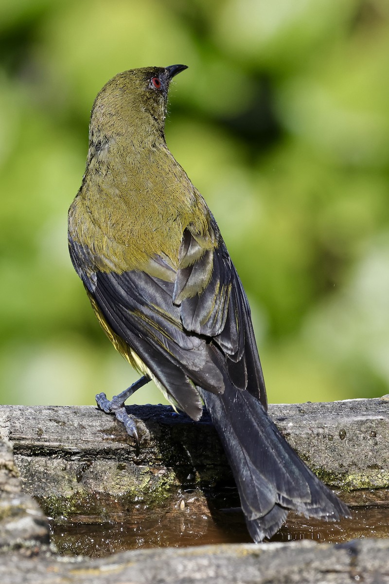 New Zealand Bellbird - ML610235112