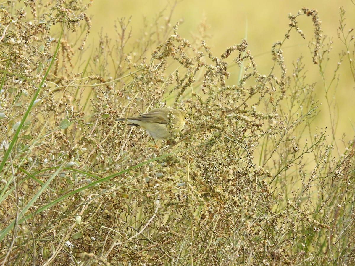 Willow Warbler - ML610235150