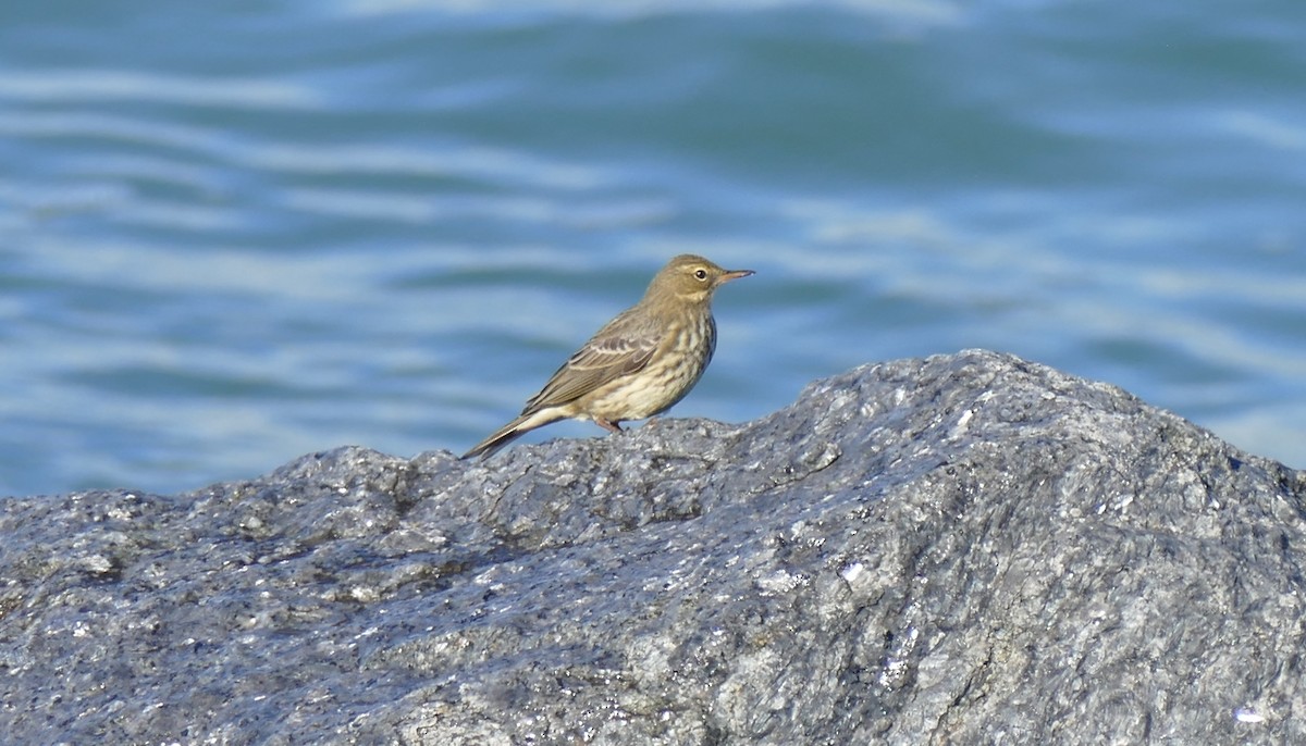 Rock Pipit - ML610235199