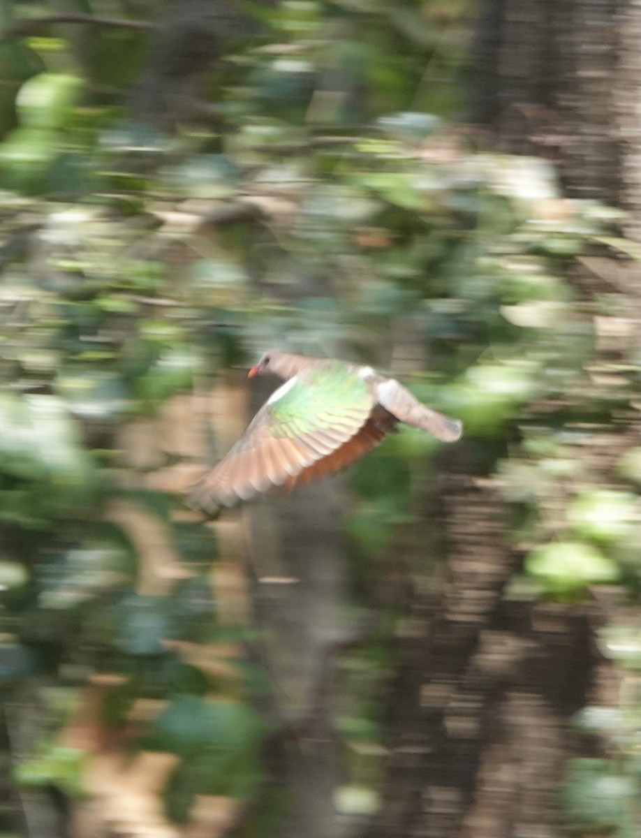 holub hnědohlavý - ML610235212