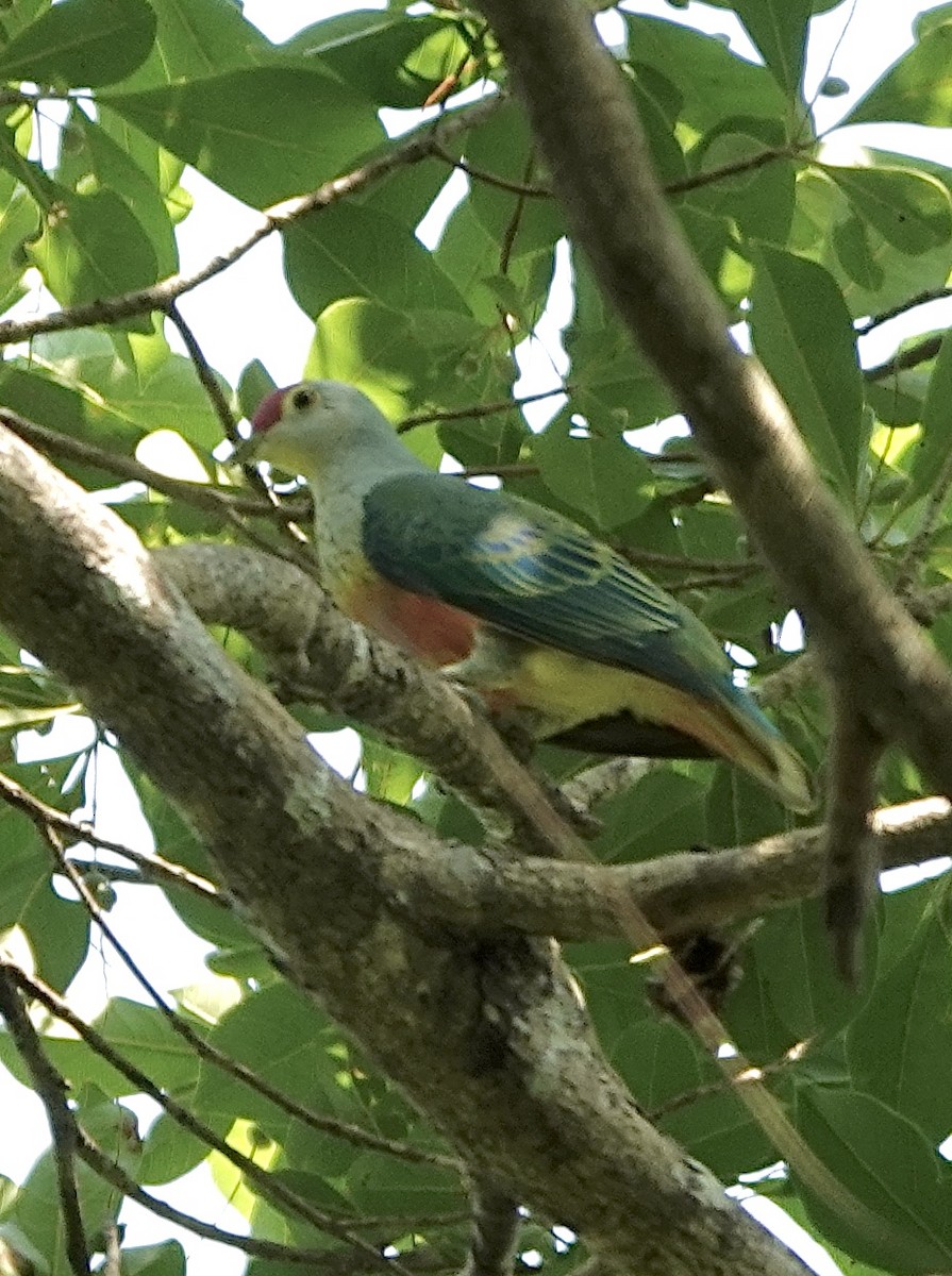 Rose-crowned Fruit-Dove - ML610235214