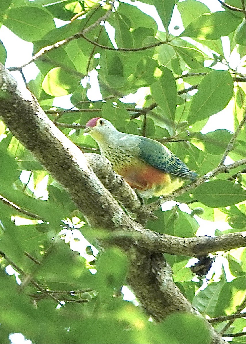 Rose-crowned Fruit-Dove - ML610235215