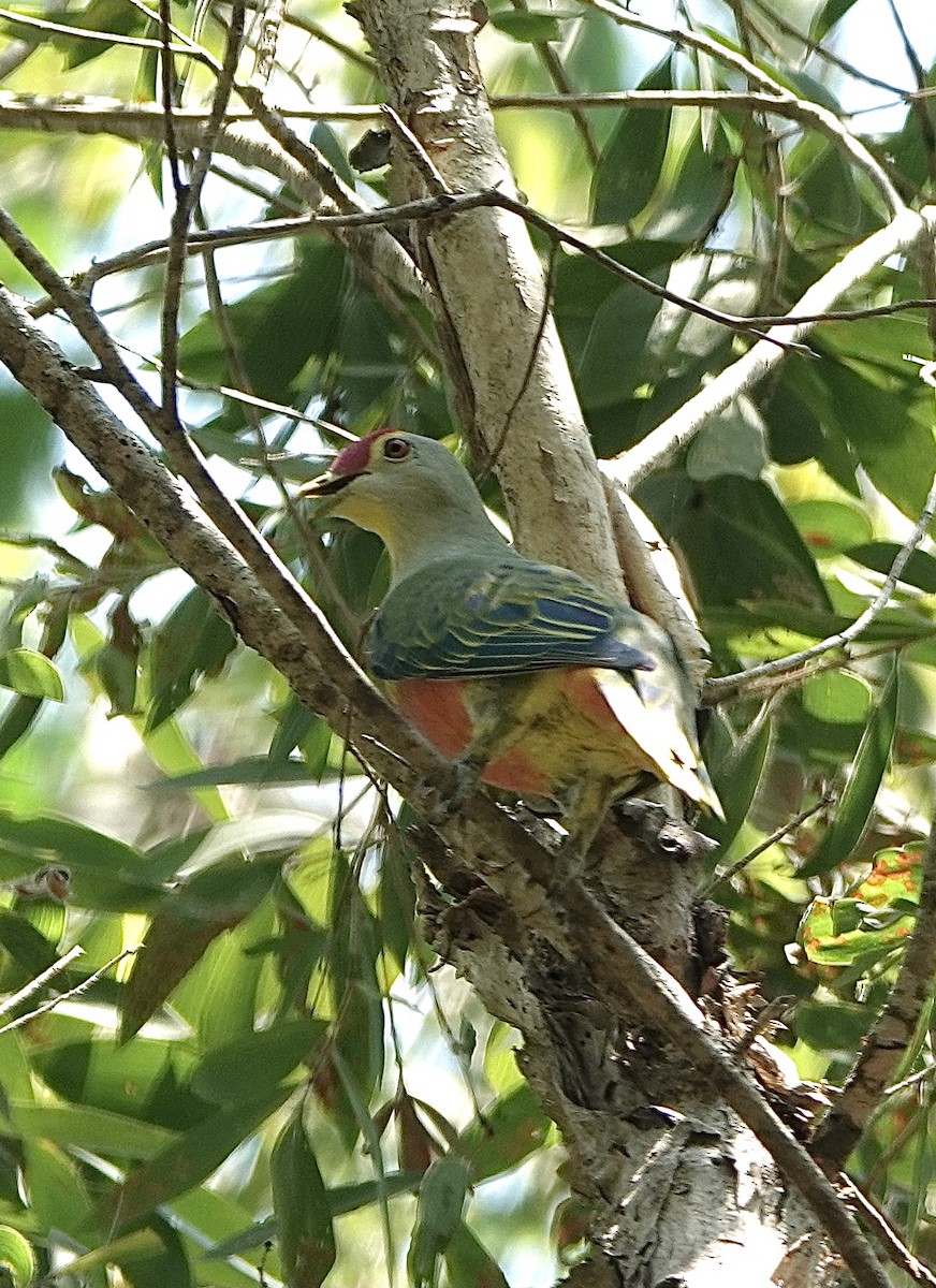 Rose-crowned Fruit-Dove - ML610235216