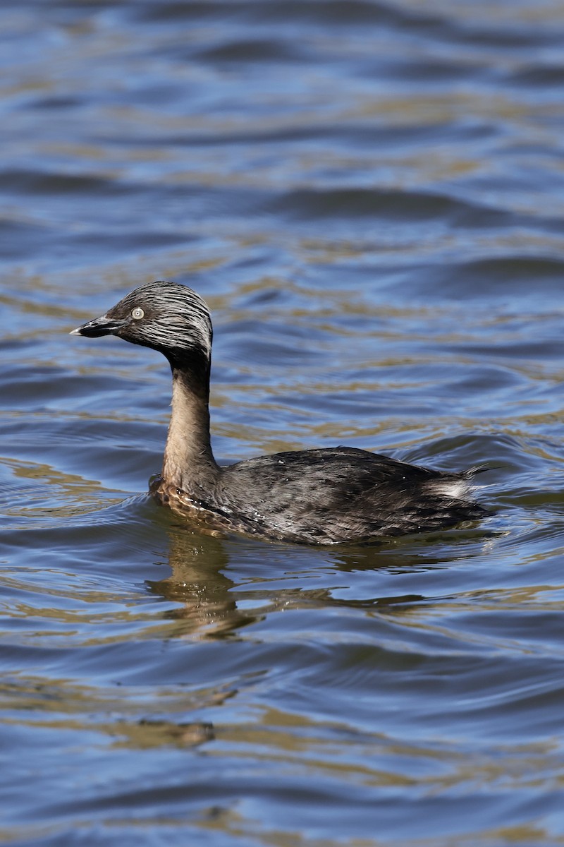 Hoary-headed Grebe - Anonymous