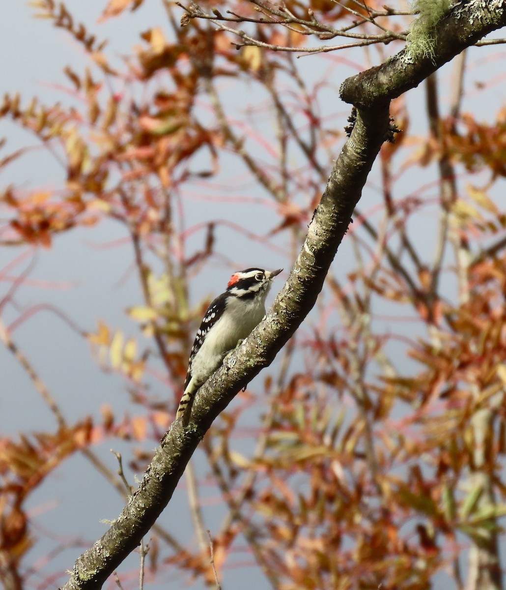 Downy Woodpecker - ML610235382