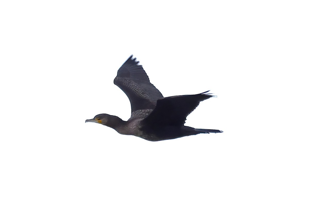 Great Cormorant - Archer Wang
