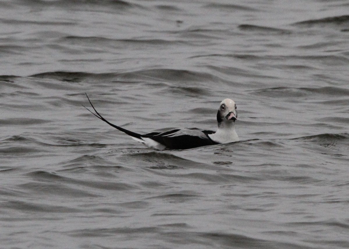 Long-tailed Duck - ML610235395