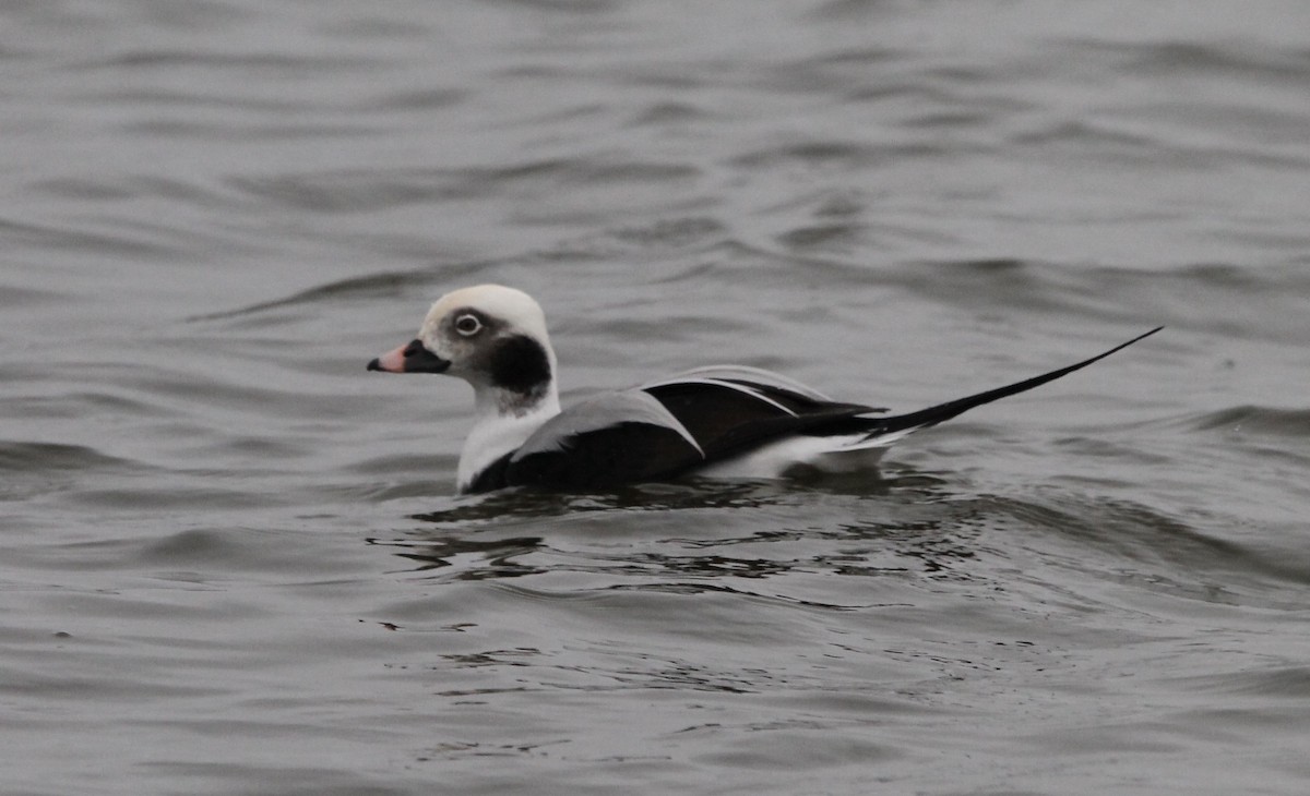 Long-tailed Duck - ML610235396